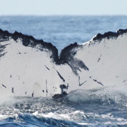 Fluke of CRC-11301