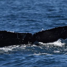 Fluke of HW-MN0522442