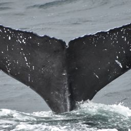 Fluke of HW-MN0401155