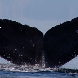 Fluke of HW-MN0401162