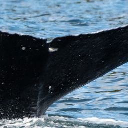 Fluke of HW-MN0401164