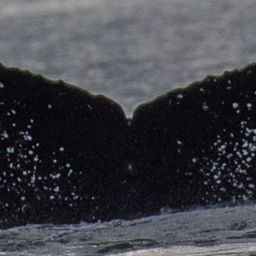 Fluke of SEAK-2707
