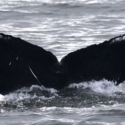 Fluke of HW-MN0401187