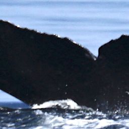 Fluke of HW-MN0401200