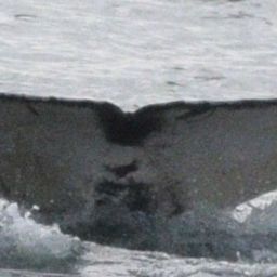 Fluke of SEAK-5578