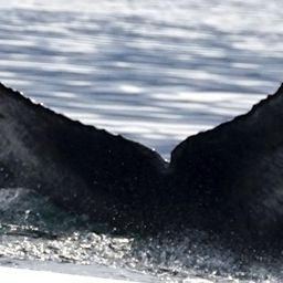 Fluke of SEAK-2687