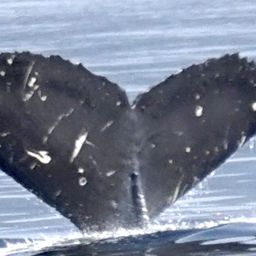 Fluke of SEAK-5373