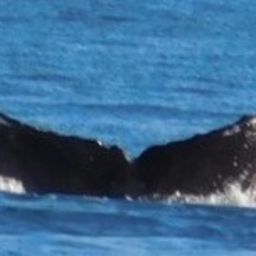 Fluke of HW-MN0401216