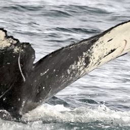 Fluke of HW-MN0401218