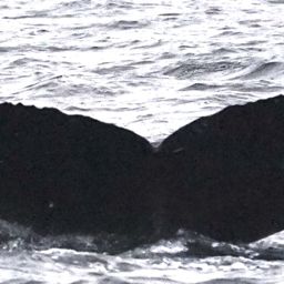 Fluke of HW-MN0401220