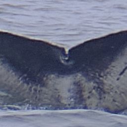 Fluke of CRC-23162