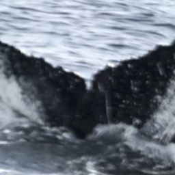 Fluke of SEAK-5536