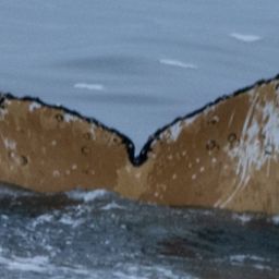 Fluke of HW-MN1303361