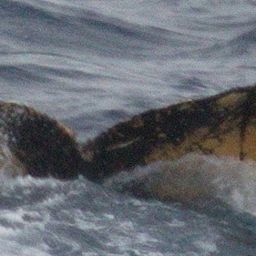 Fluke of HW-MN1303362