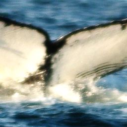Fluke of Hurricane Henry