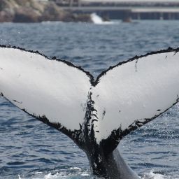 Fluke of WHALEMA