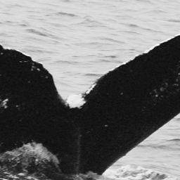 Fluke of CRC-9018
