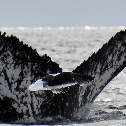 Fluke of BTBEL-Mn19_363NB15_P