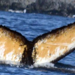 Fluke of BTBEL-Mn20_063NB4_P