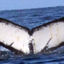 Fluke of BTBEL-Mn20_063NB2_P