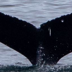 Fluke of CRC-20542