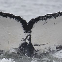 Fluke of CRC-20544