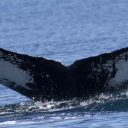 Fluke of CRC-19989