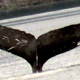 Fluke of Ox