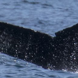Fluke of CRC-20548