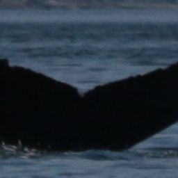 Fluke of Maverick