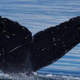 Fluke of Olympic