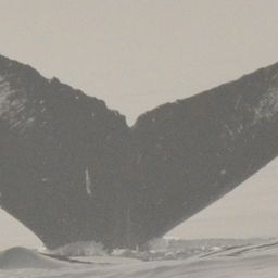 Fluke of CRC-19985