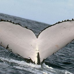 Fluke of MATRA