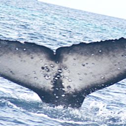 Fluke of HW-MN1200139