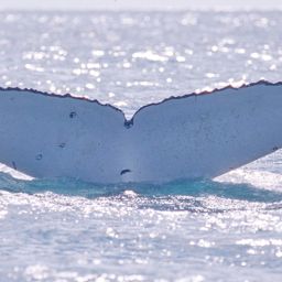 Fluke of ALBERTO