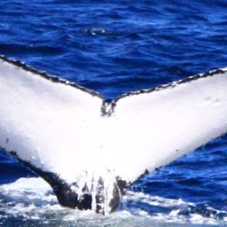 Fluke of SIERRA MADRE