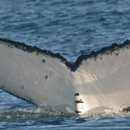 Fluke of PWF-SP_1475