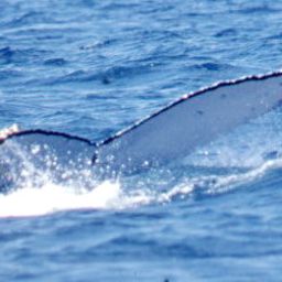 Fluke of HAVANA