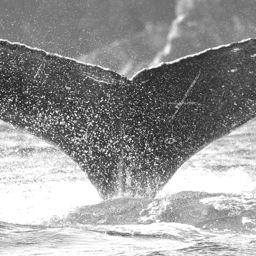 Fluke of Ahaainalaullma
