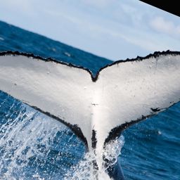 Fluke of PWF-SP_1555