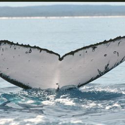 Fluke of PWF-SP_1611