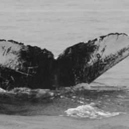 Fluke of Aminita