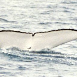 Fluke of MY LADY