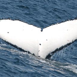 Fluke of PWF-SP_1735