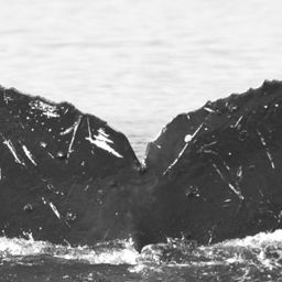 Fluke of Aumakua