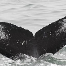 Fluke of CRC-12480