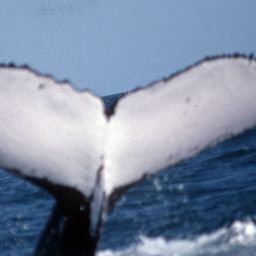 Fluke of GALAMADE