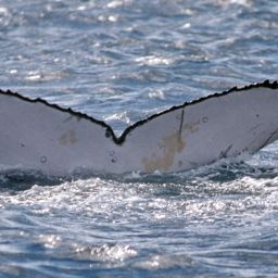 Fluke of PWF-SP_1759