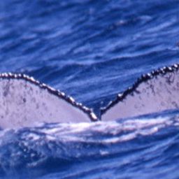 Fluke of PWF-SP_1726