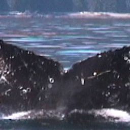 Fluke of BethLuisNuin